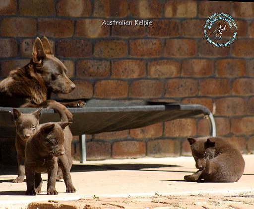 Australian Kelpie 9P022D-046.JPG
